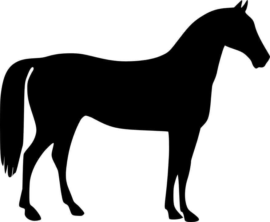 AKCE KONĚ